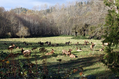 Elk at Pressentin Ranch